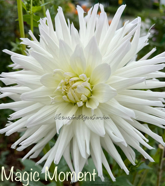 Magic Moment Dahlia