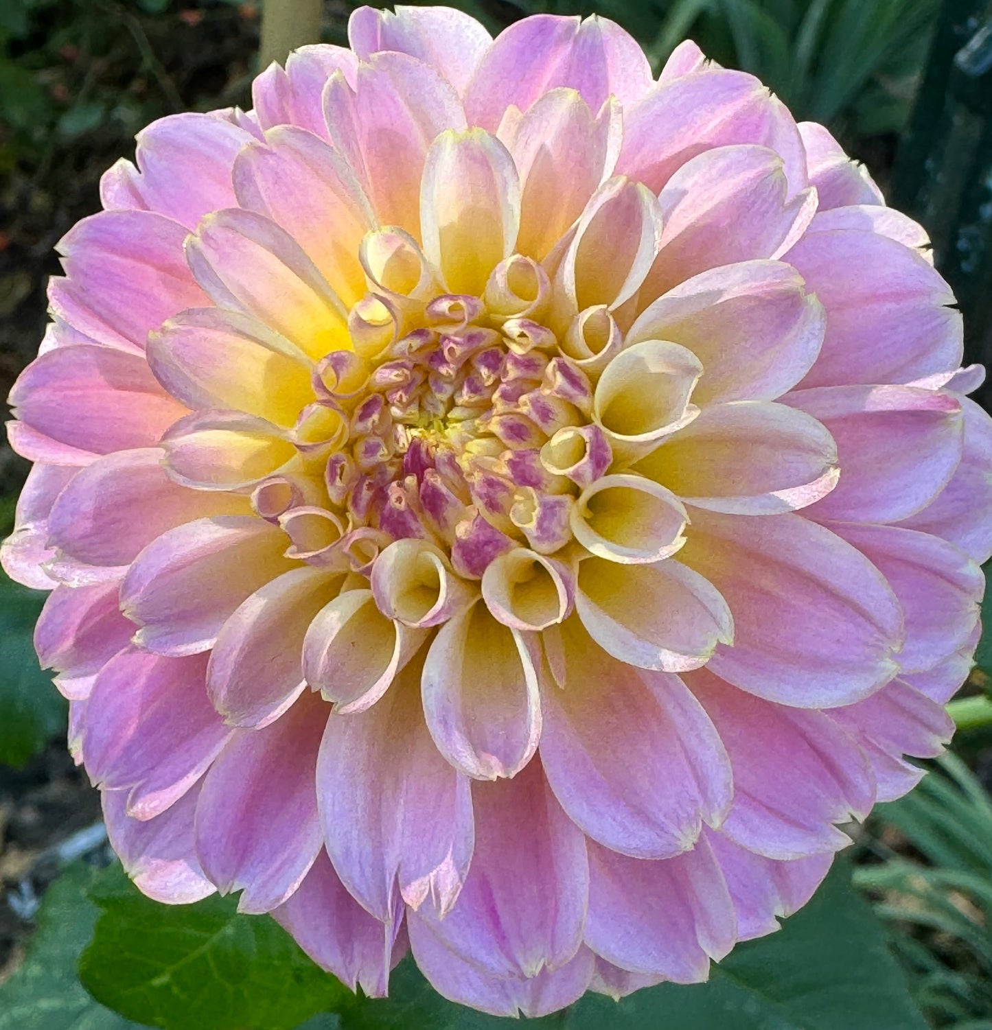 Elk’s Tennelly Rose Dahlia