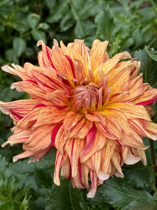 Maniac Dahlia