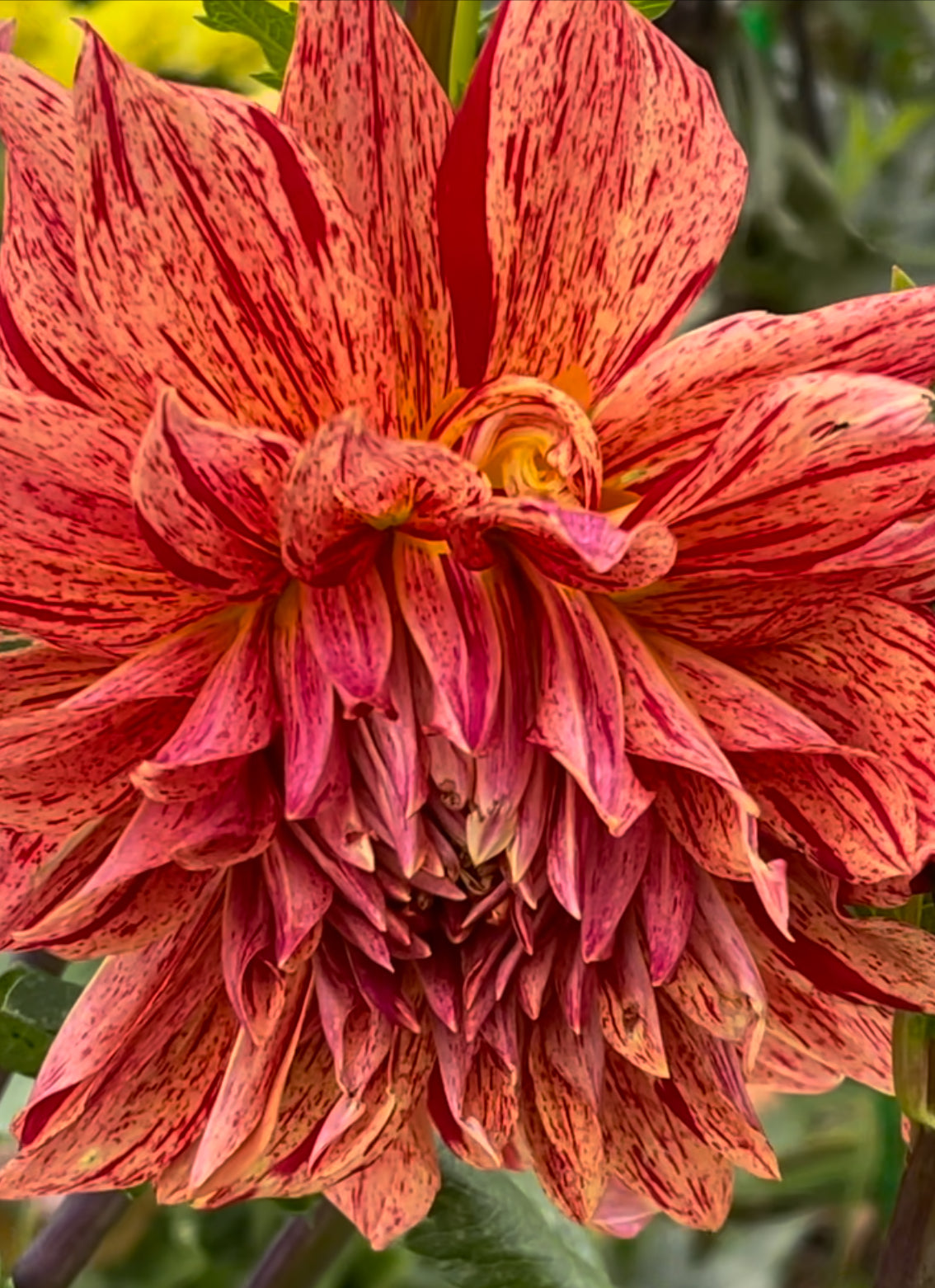 Maniac Dahlia