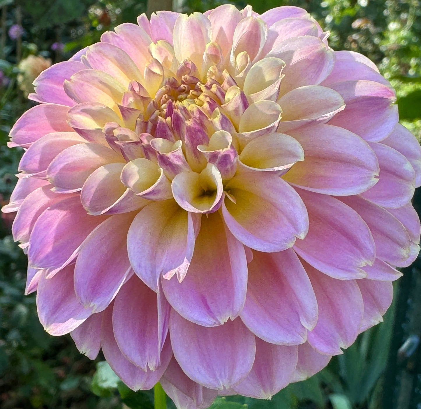 Elk’s Tennelly Rose Dahlia