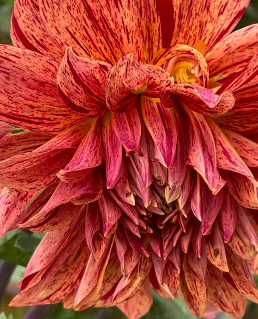 Maniac Dahlia