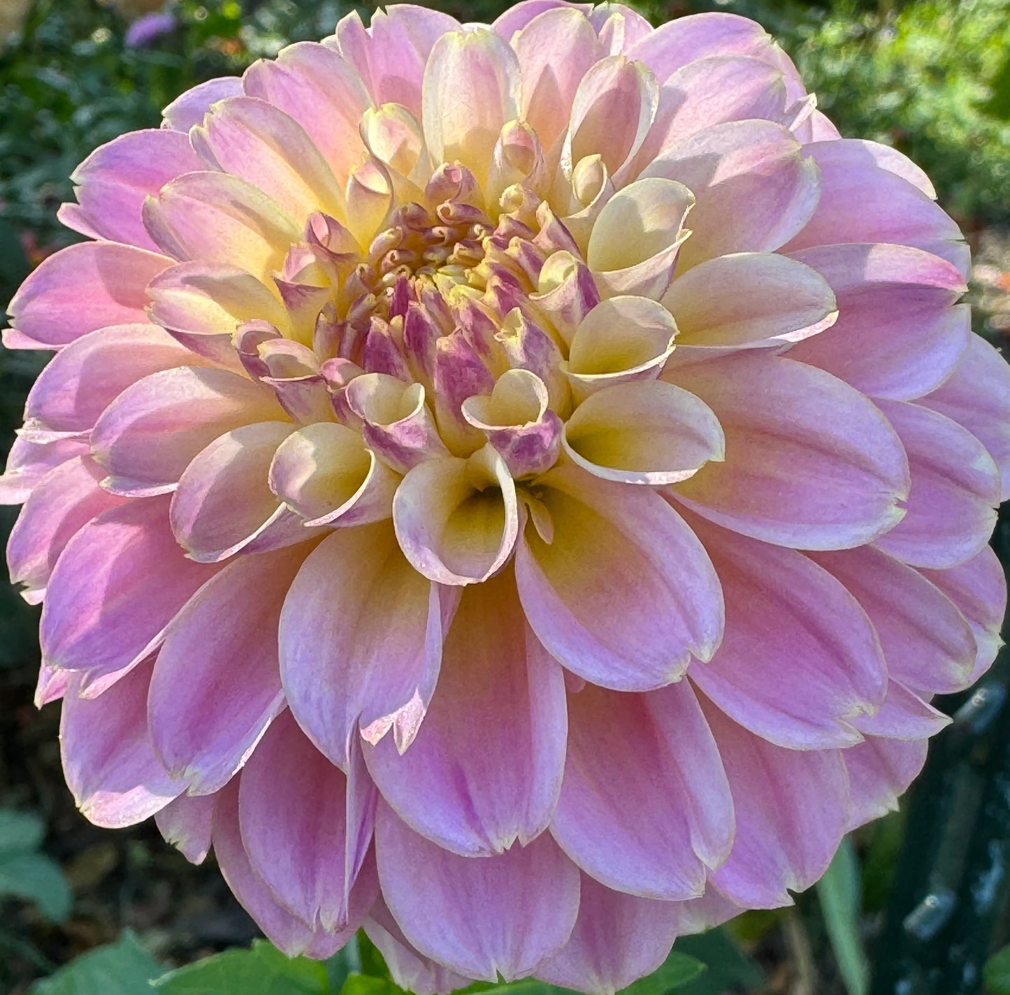 Elk’s Tennelly Rose Dahlia