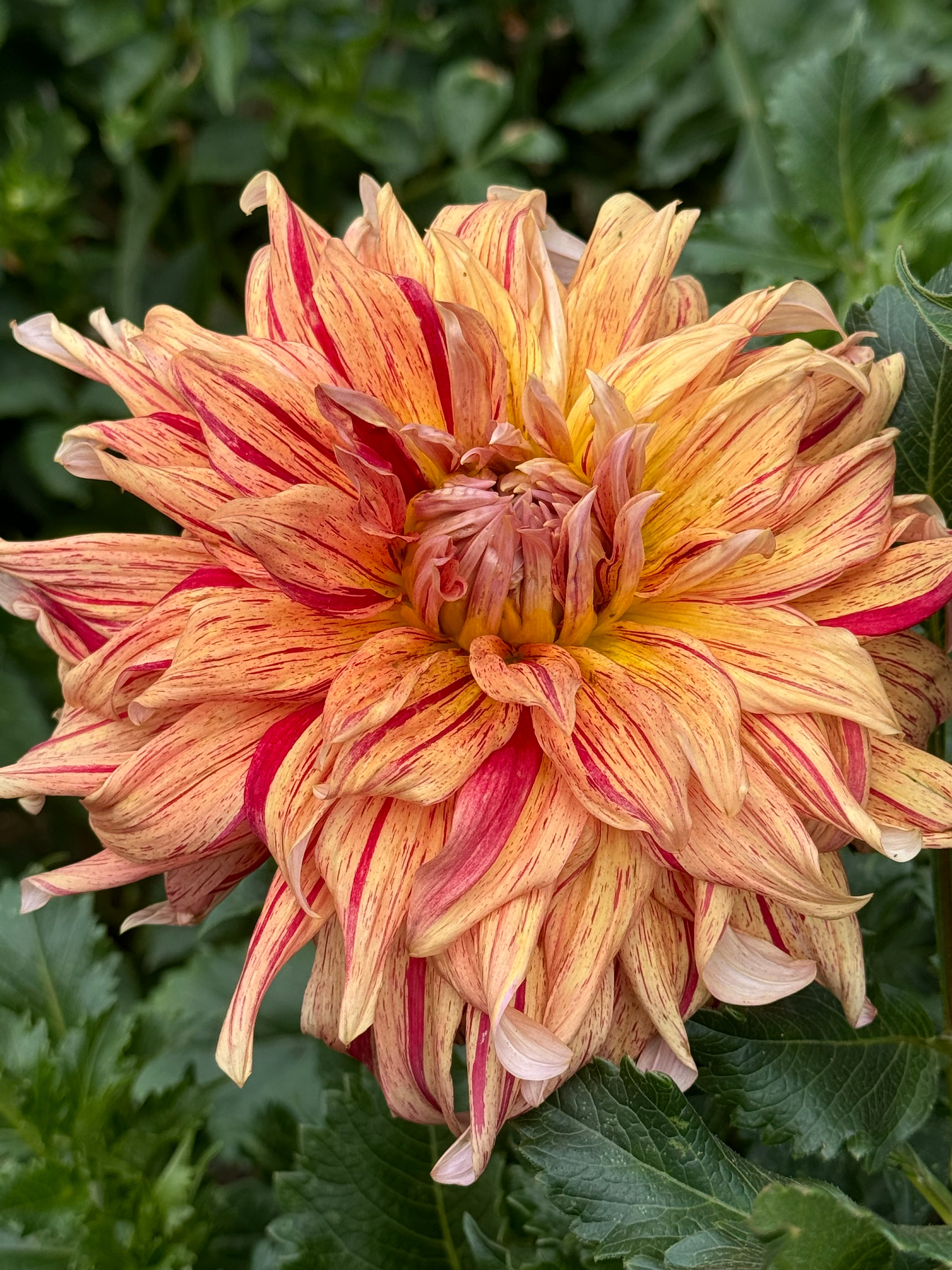 Maniac Dahlia – Draginas Flowers LLC