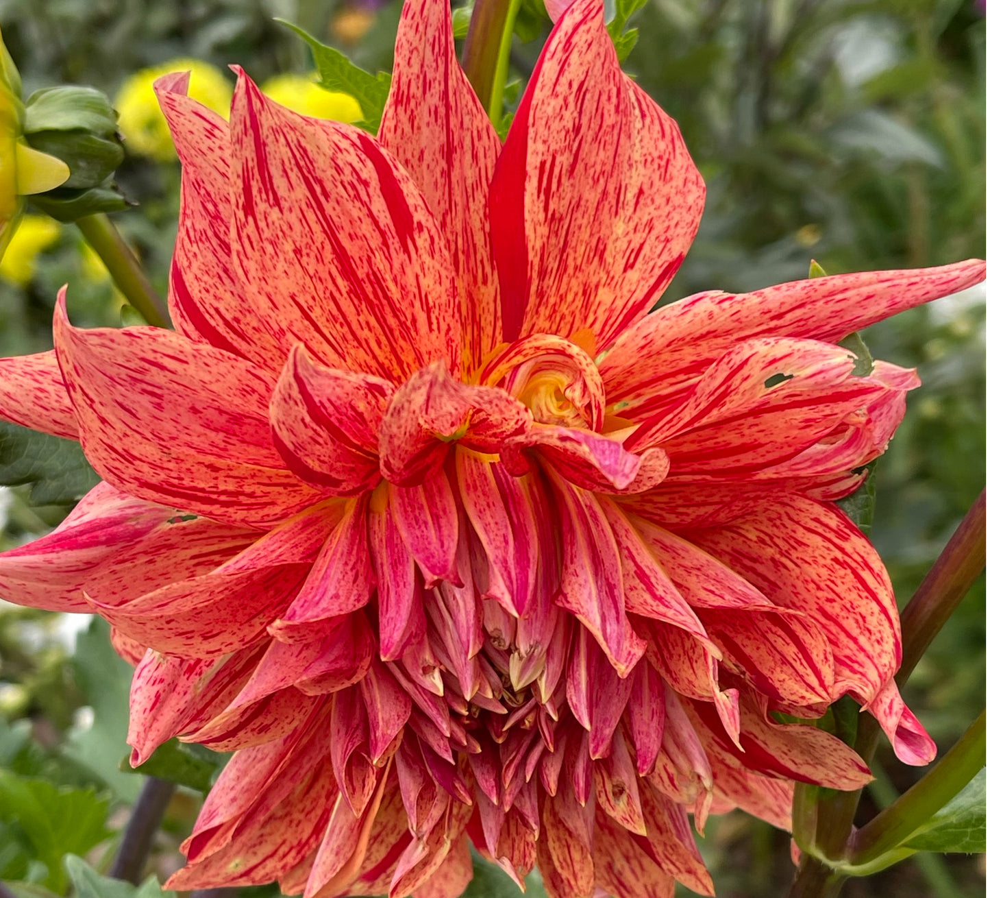 Maniac Dahlia