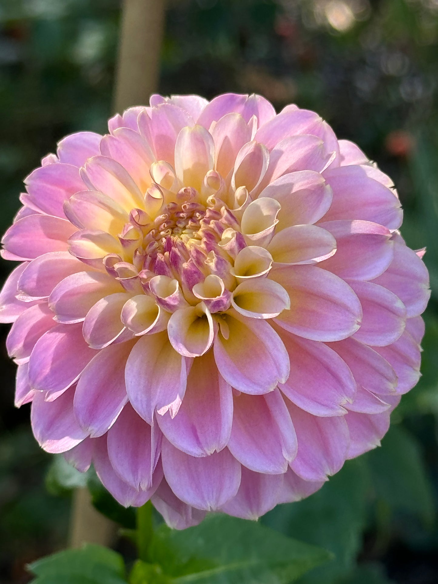 Elk’s Tennelly Rose Dahlia