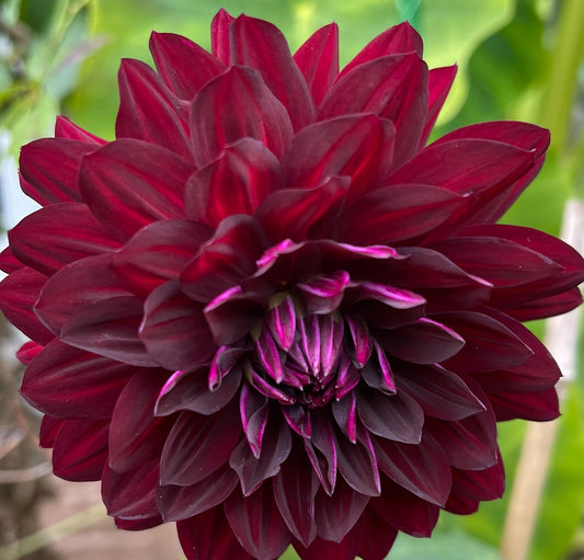 Hollyhill Black Beauty Dahlia