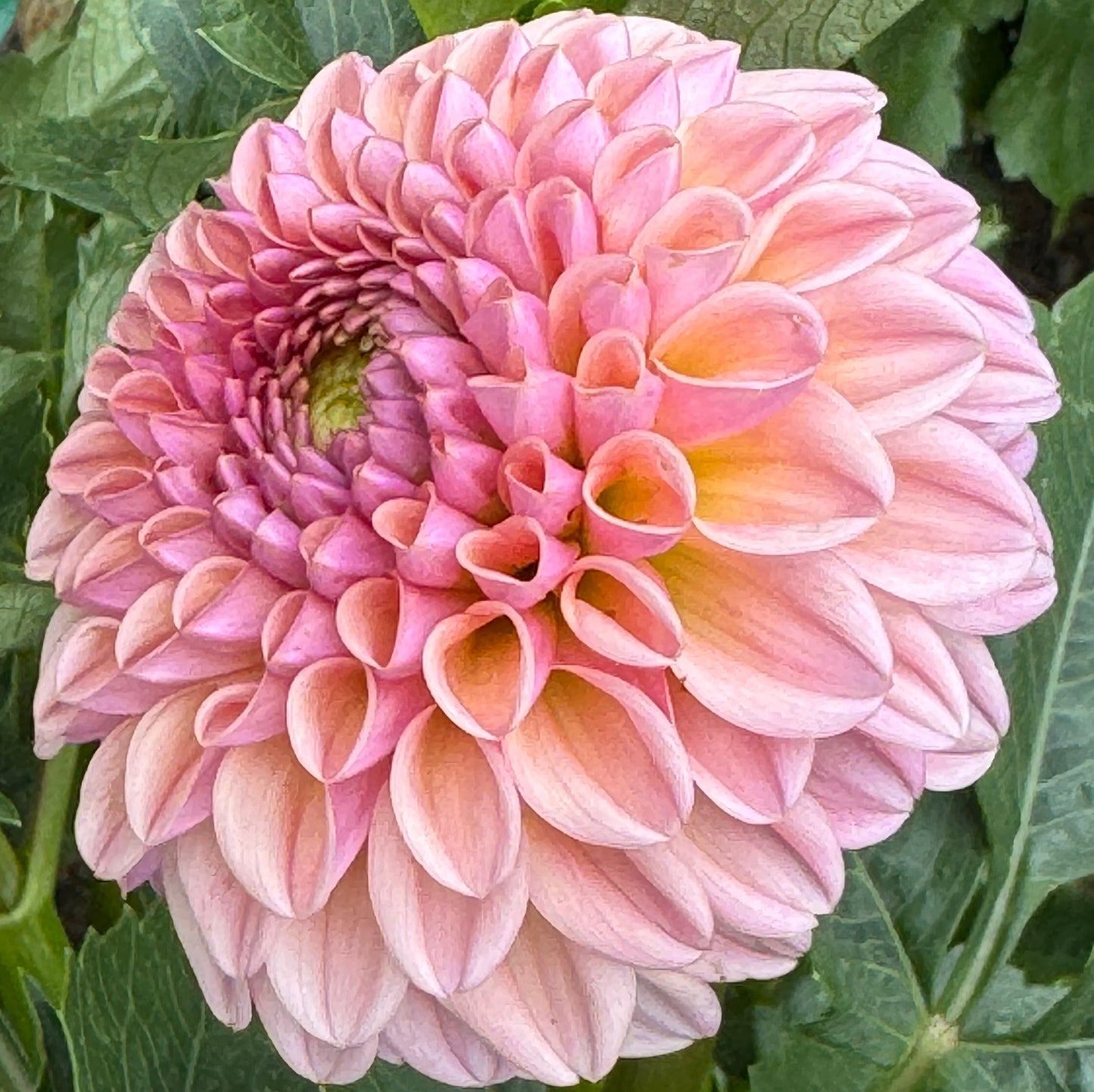 Valley Towny Dahlia