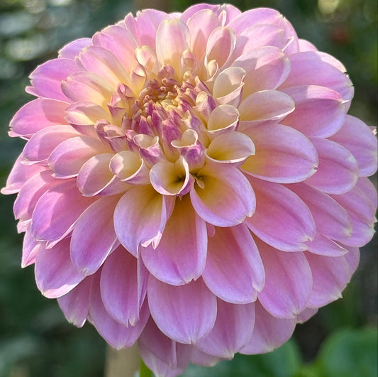 Elk’s Tennelly Rose Dahlia