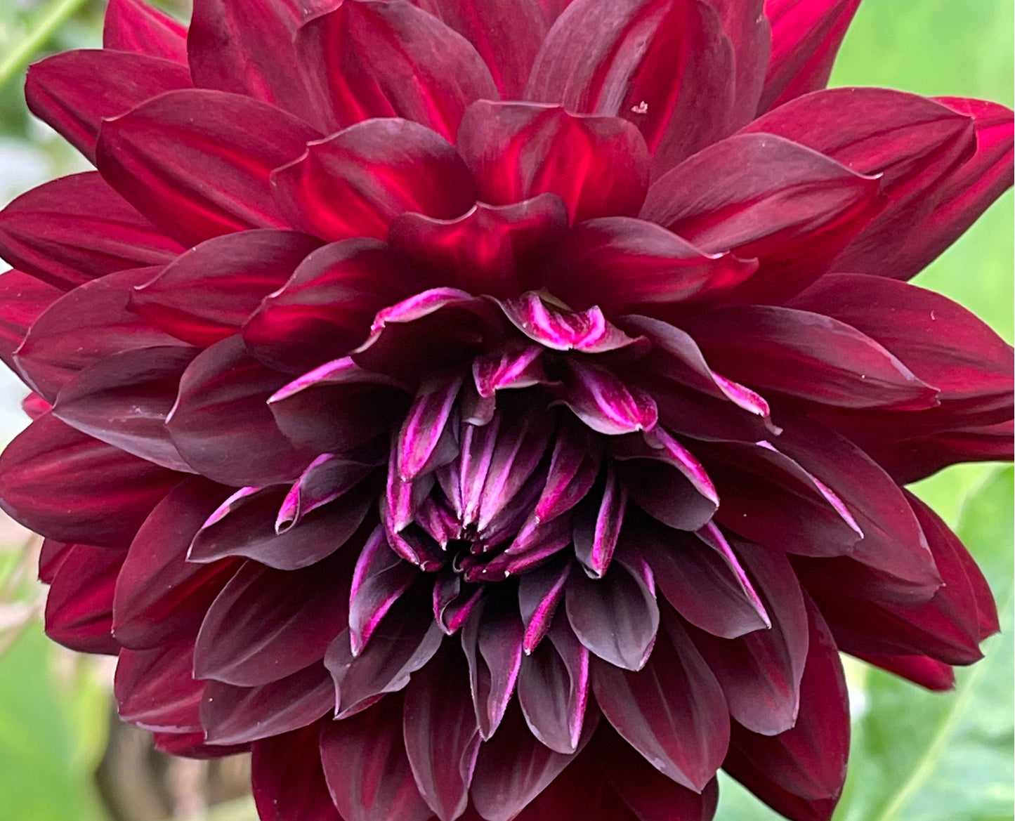 Hollyhill Black Beauty Dahlia