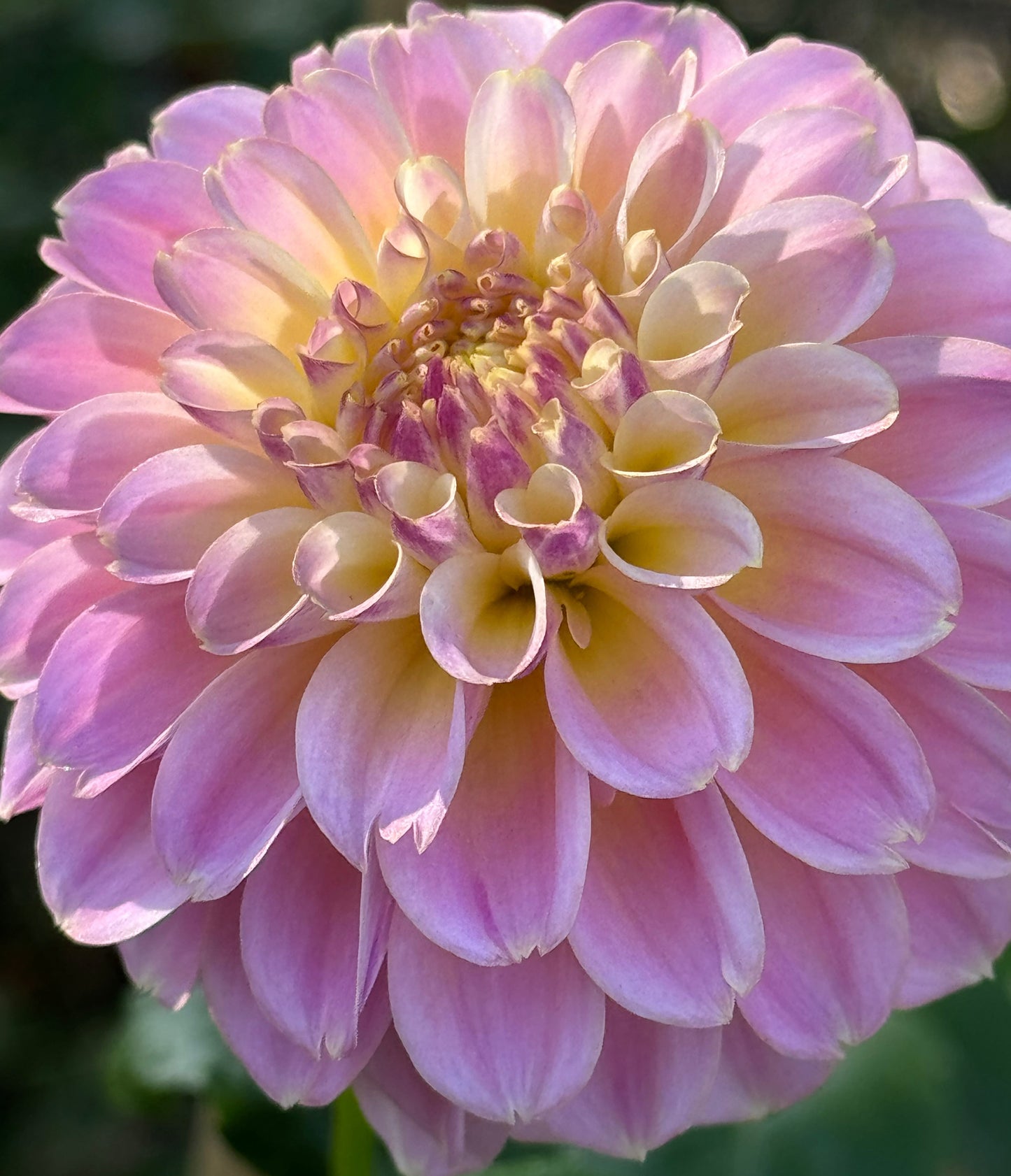 Elk’s Tennelly Rose Dahlia