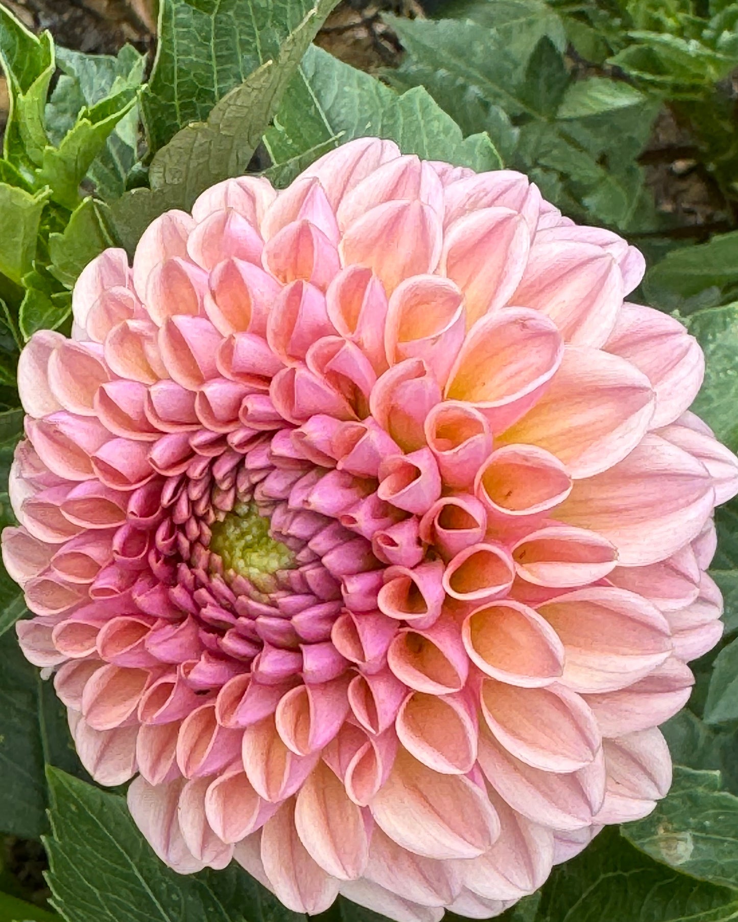 Valley Towny Dahlia