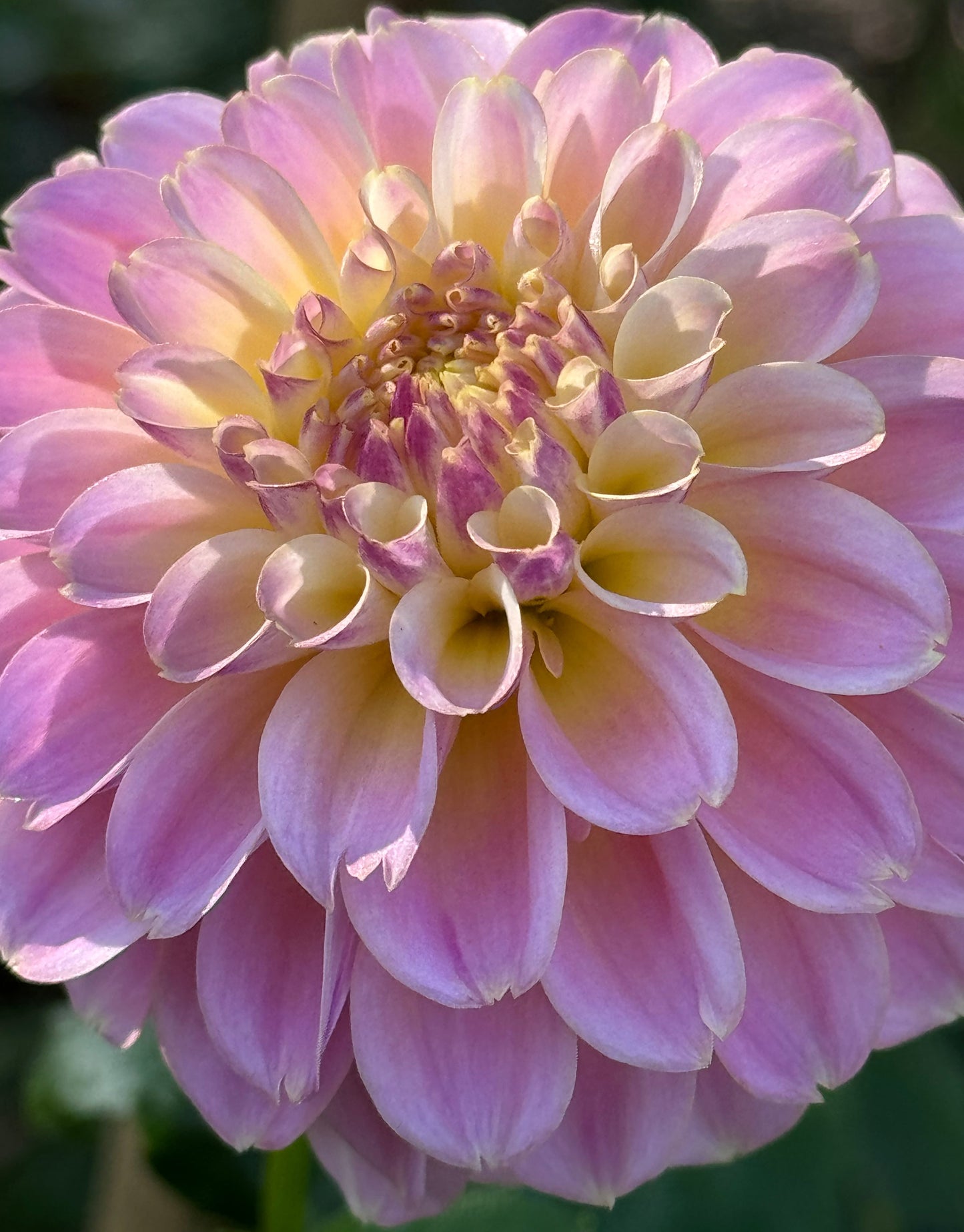 Elk’s Tennelly Rose Dahlia