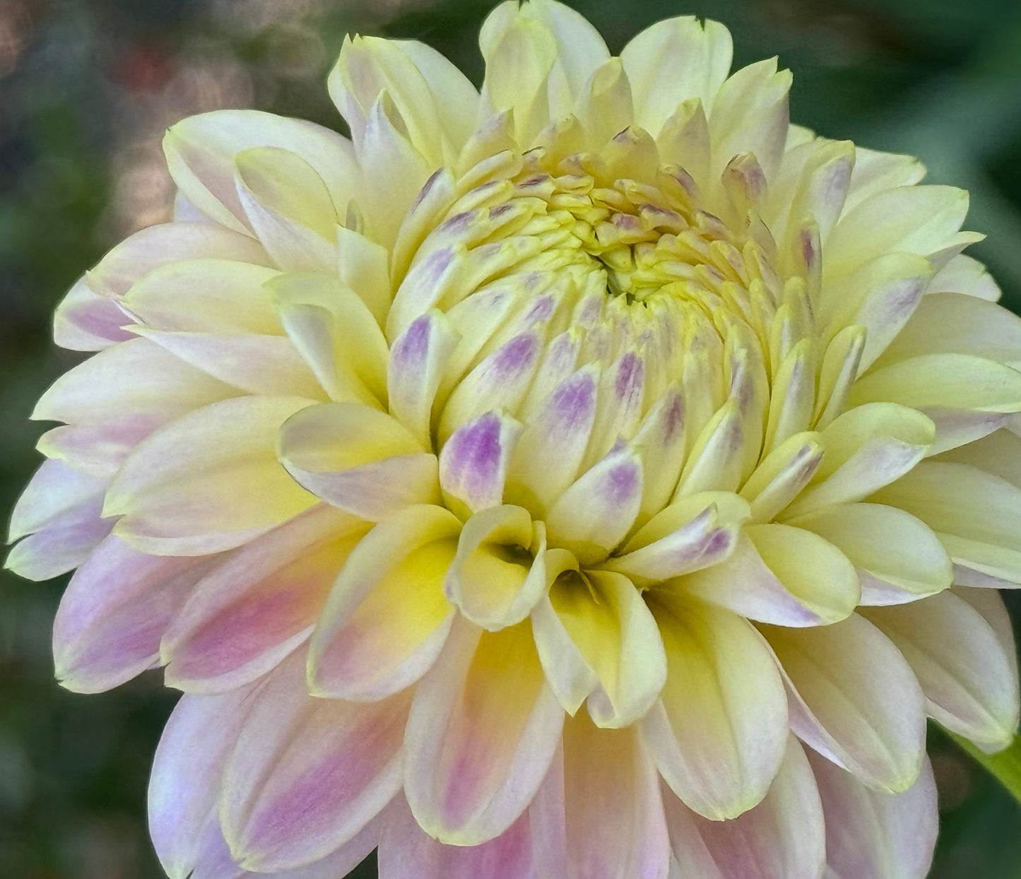 Elk’s Tennelly Rose Dahlia