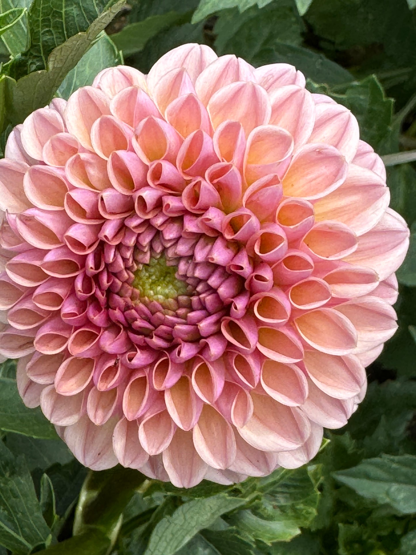 Valley Towny Dahlia