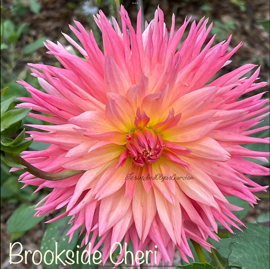 Brookside Cherry Dahlia