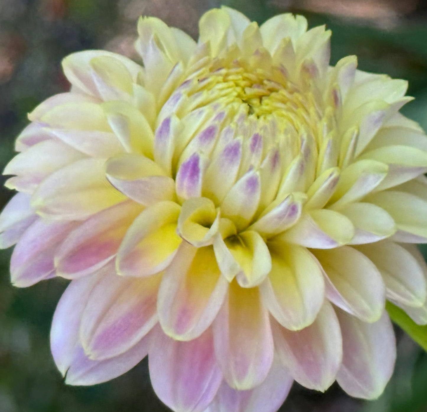 Elk’s Tennelly Rose Dahlia