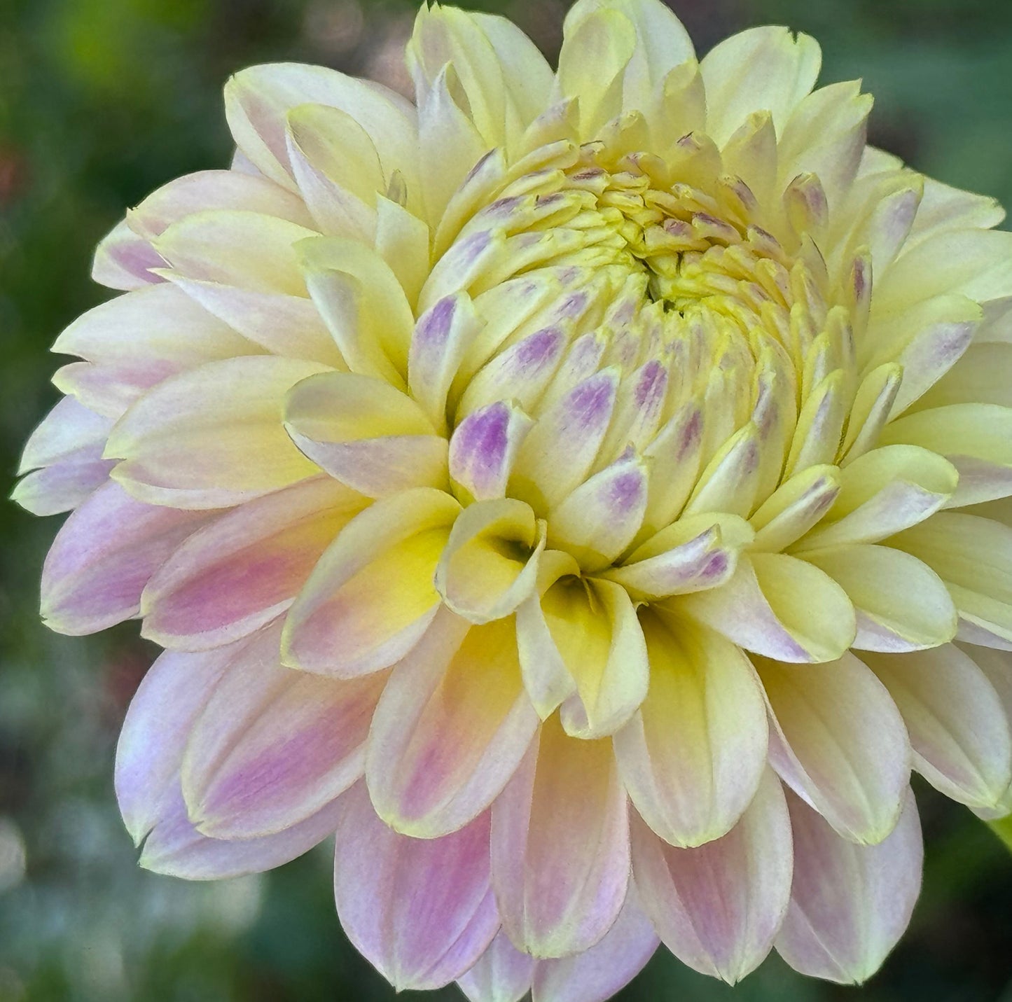 Elk’s Tennelly Rose Dahlia