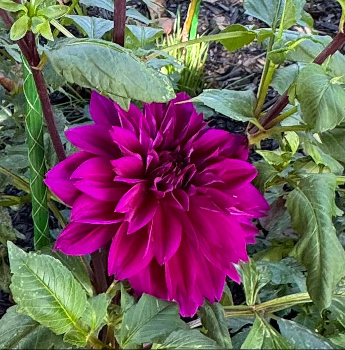 Blue Bird Dahlia