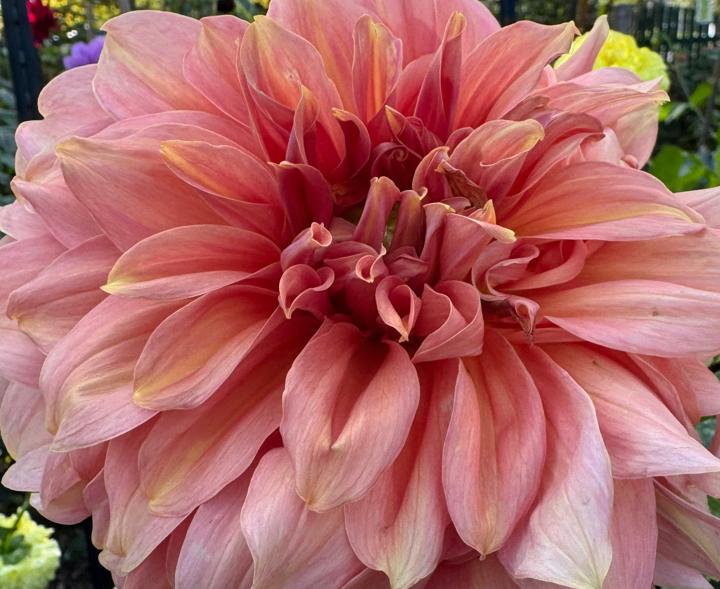 Fairway Spur Dahlia