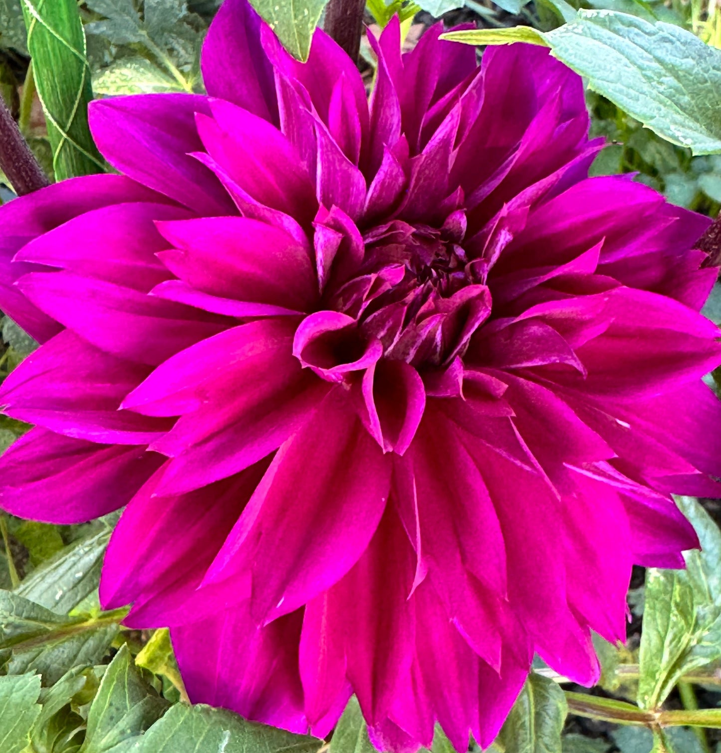Blue Bird Dahlia