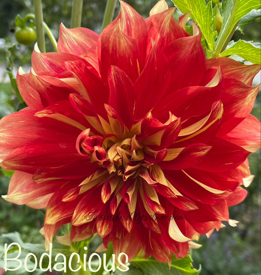 Bodacious Dahlia