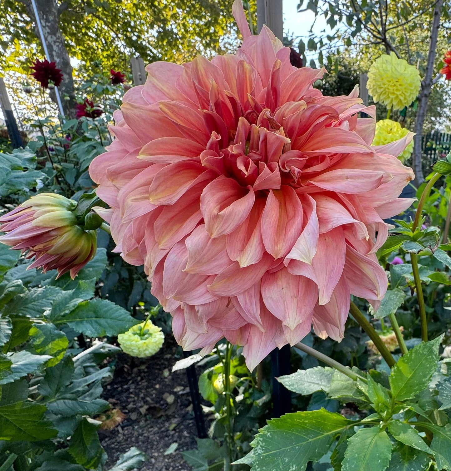 Fairway Spur Dahlia