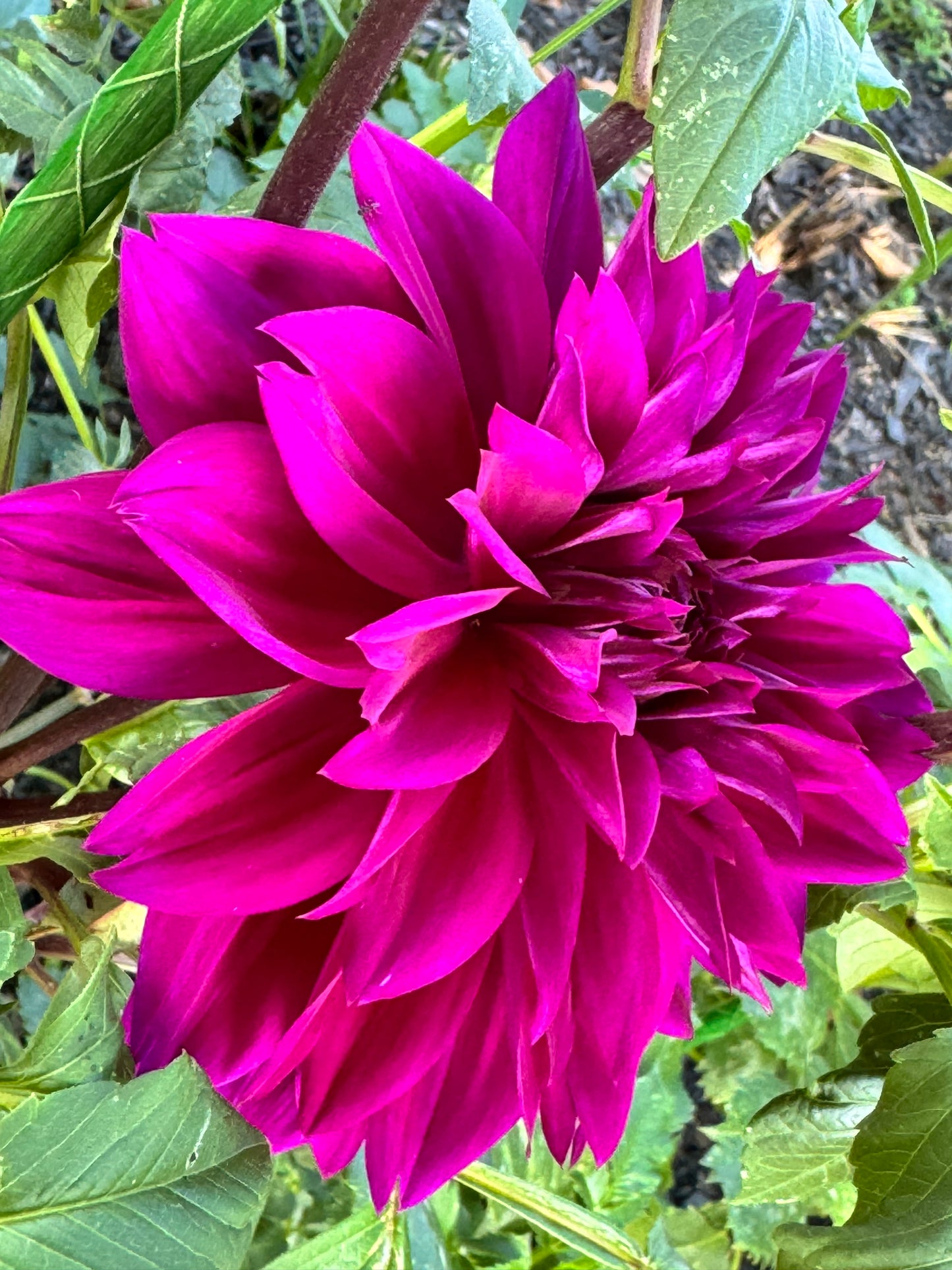 Blue Bird Dahlia