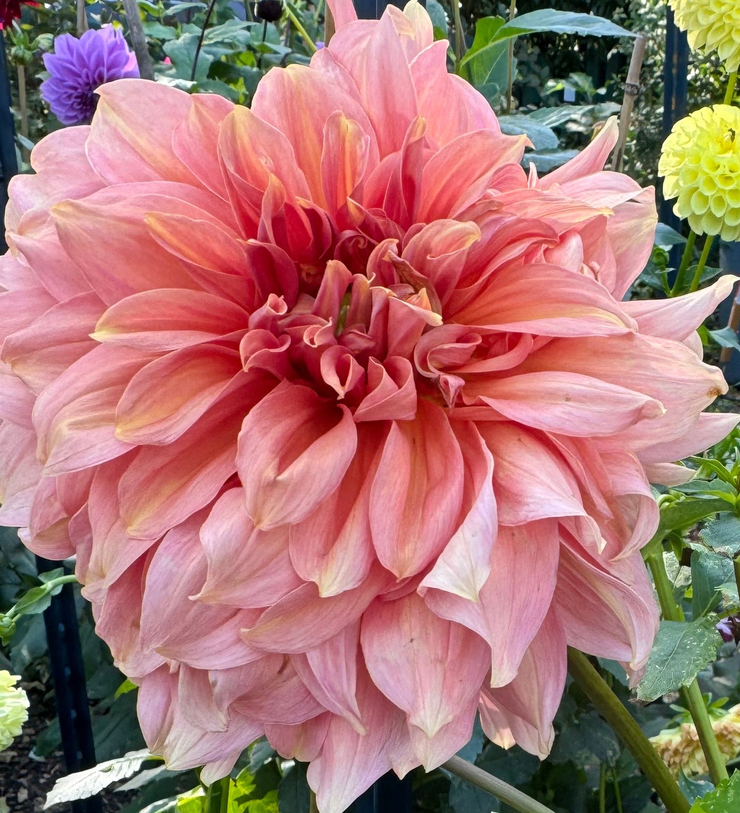 Fairway Spur Dahlia