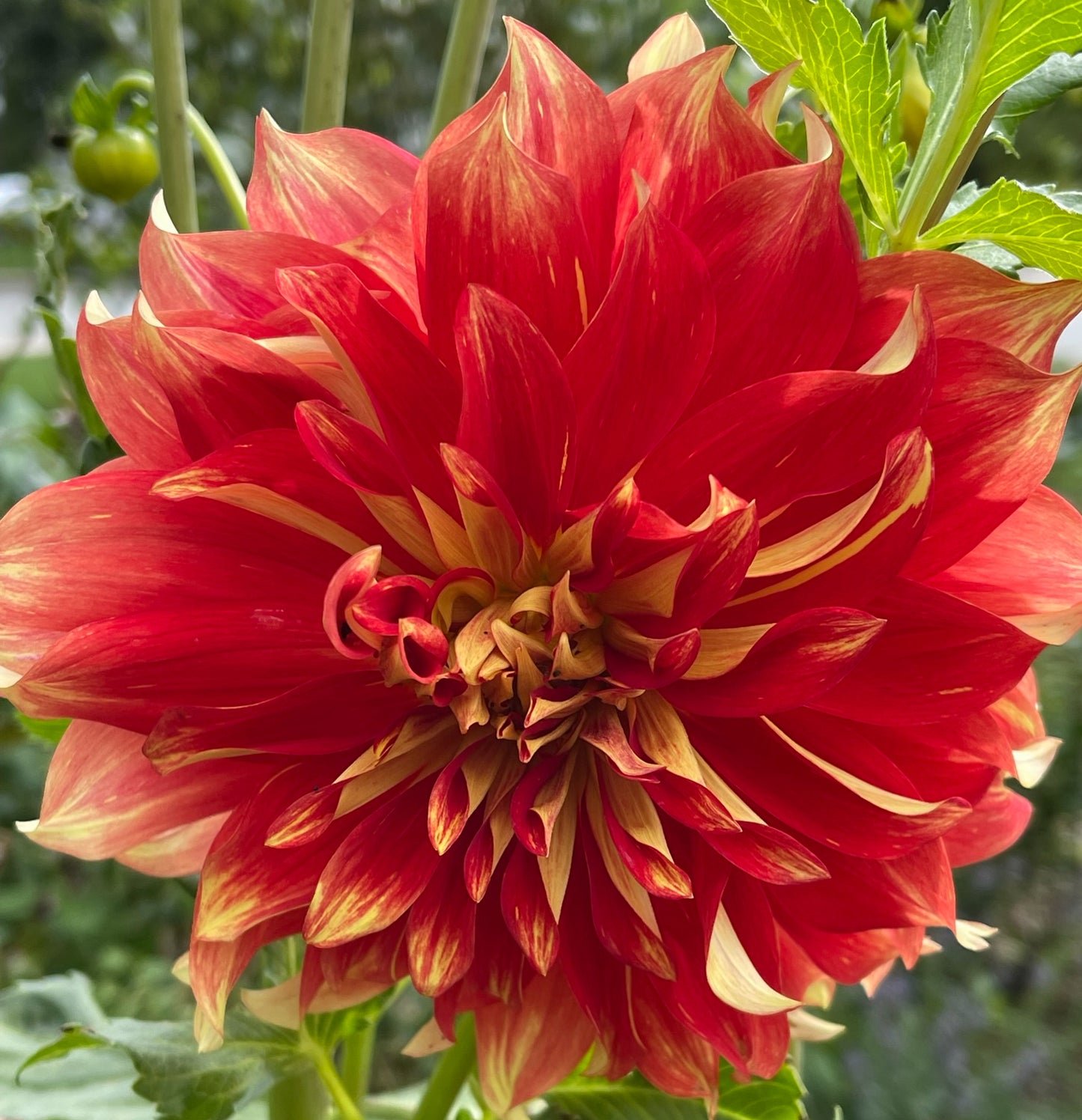 Bodacious Dahlia