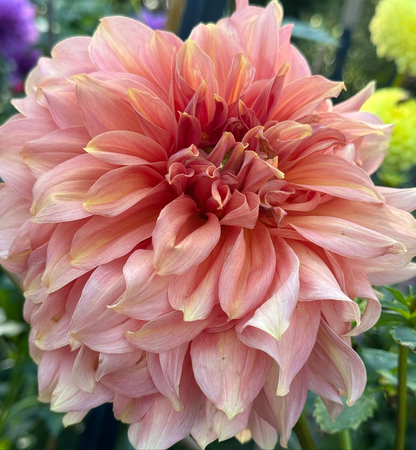 Fairway Spur Dahlia