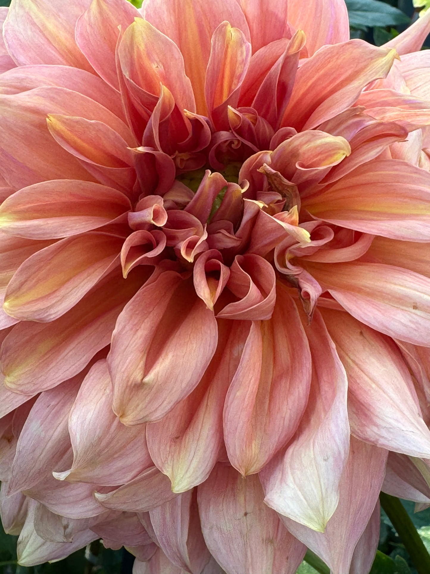 Fairway Spur Dahlia