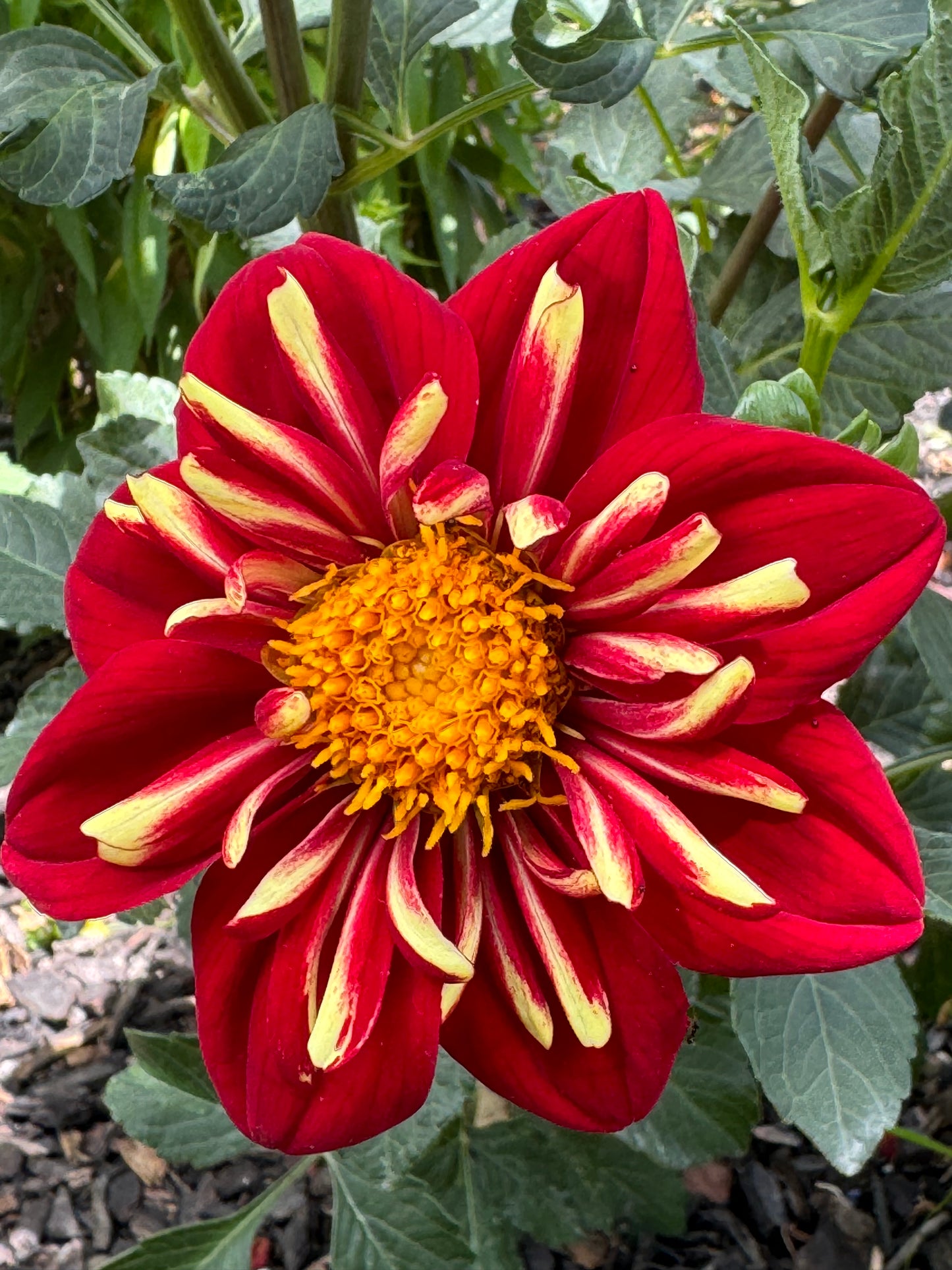 Heartthrob Dahlia