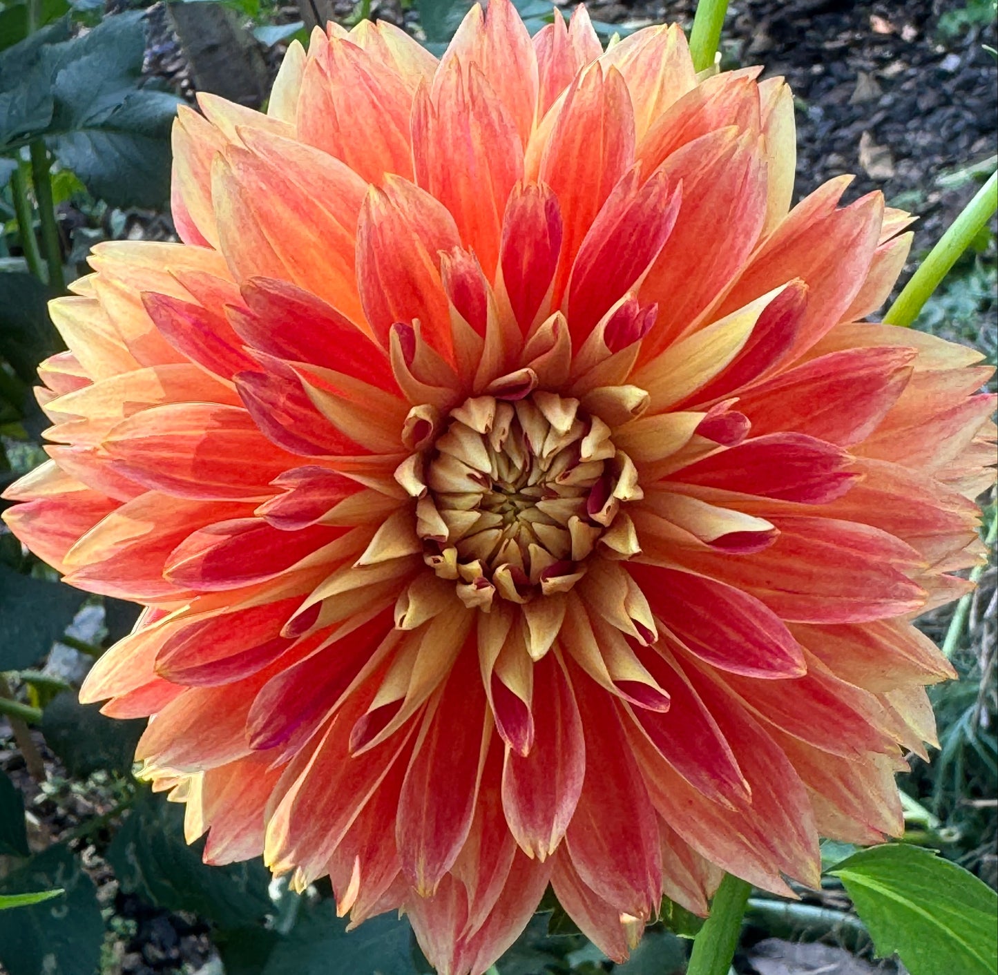 Punking Spice Dahlia