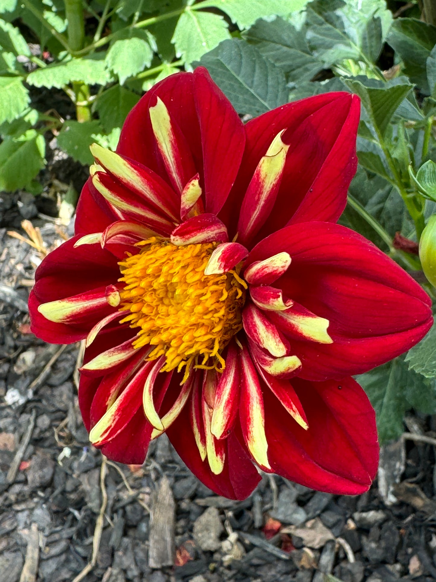 Heartthrob Dahlia