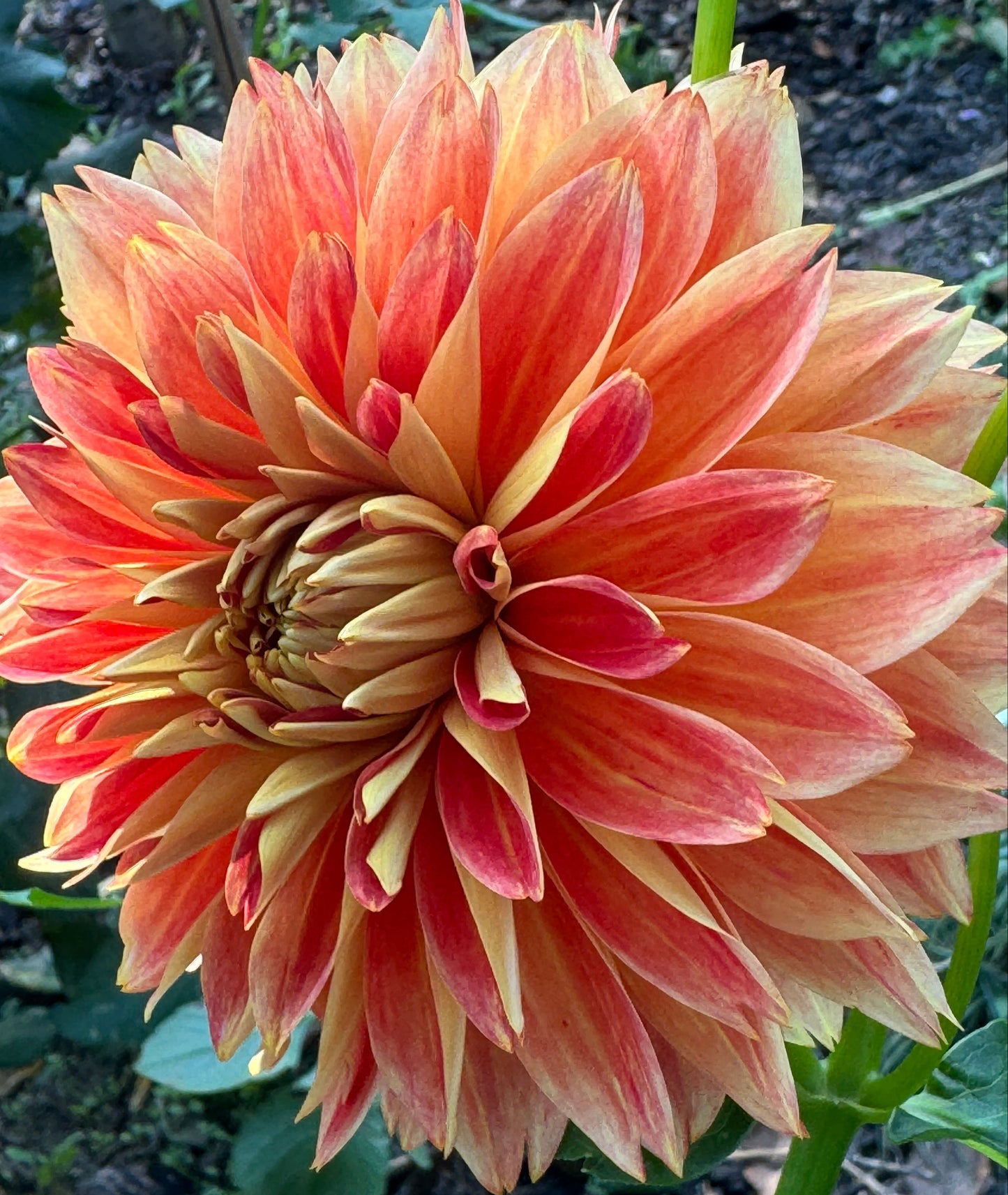 Punking Spice Dahlia