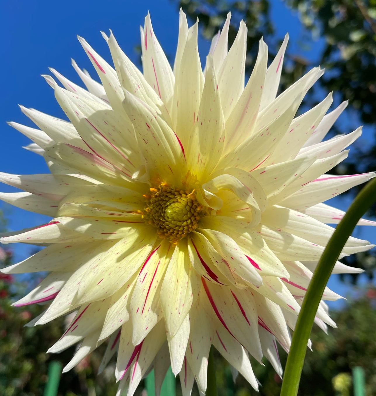 Mike’s Peppermint Dahlia