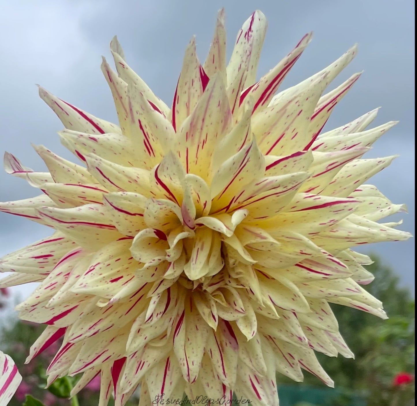 Mike’s Peppermint Dahlia