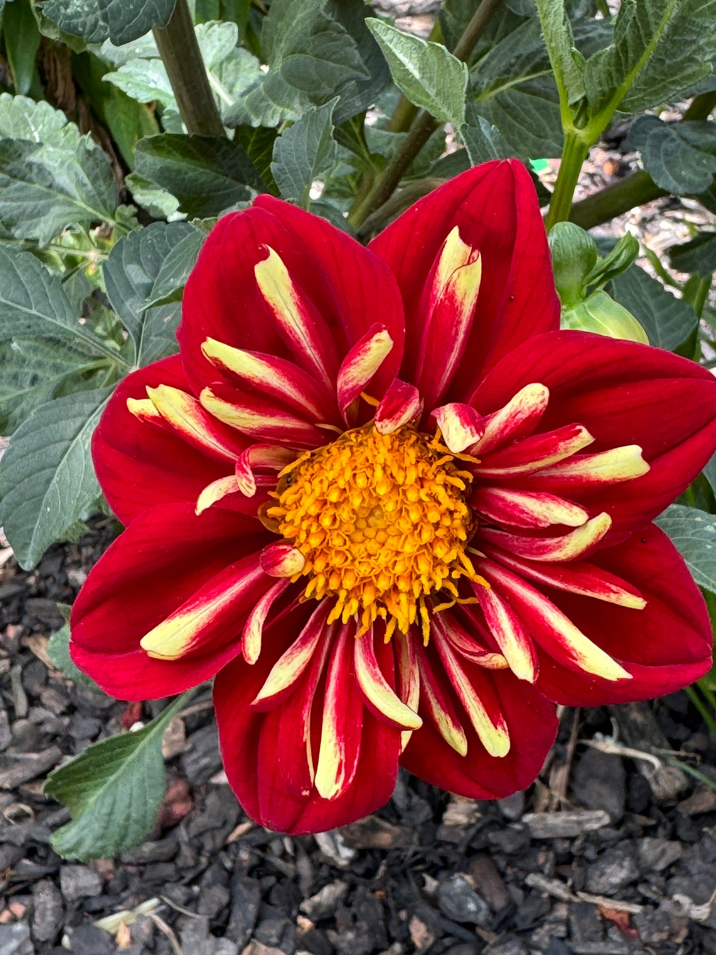 Heartthrob Dahlia