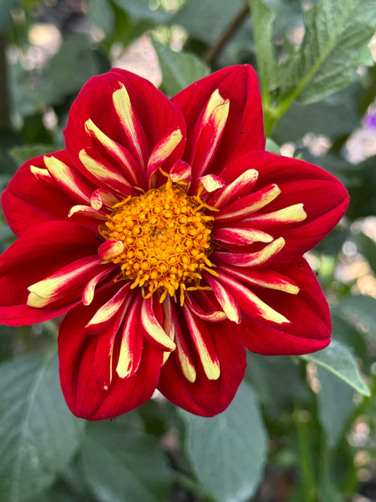 Heartthrob Dahlia