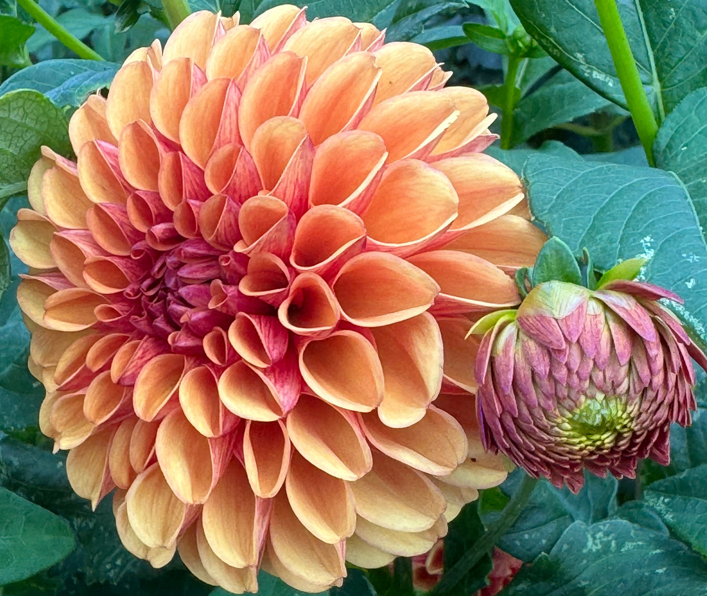 Valley Rust Bucket Dahlia