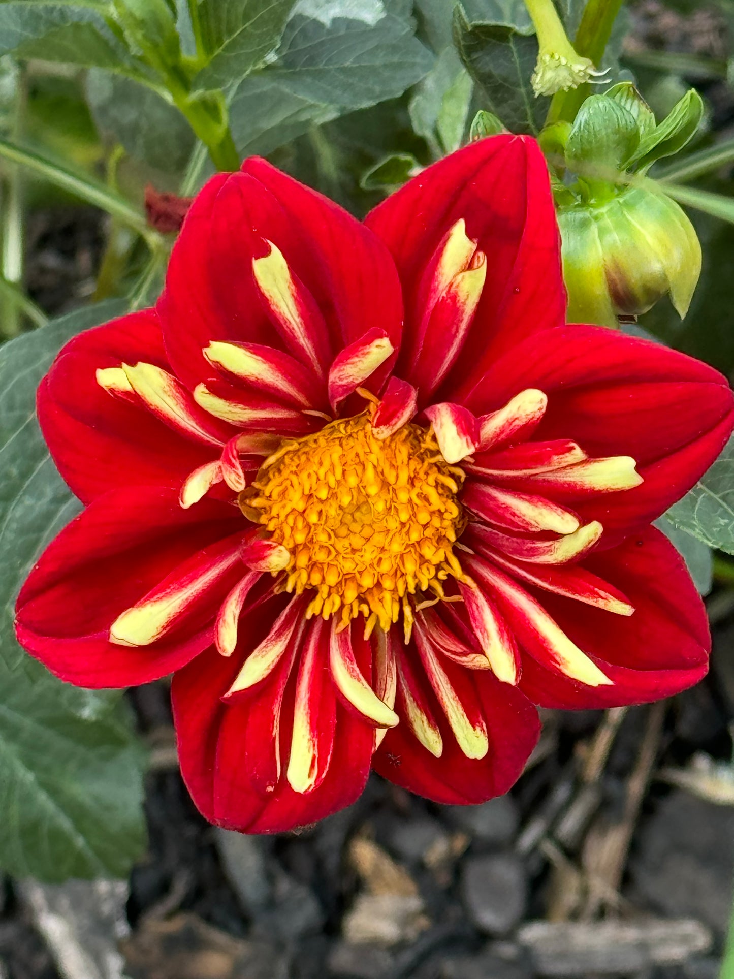 Heartthrob Dahlia