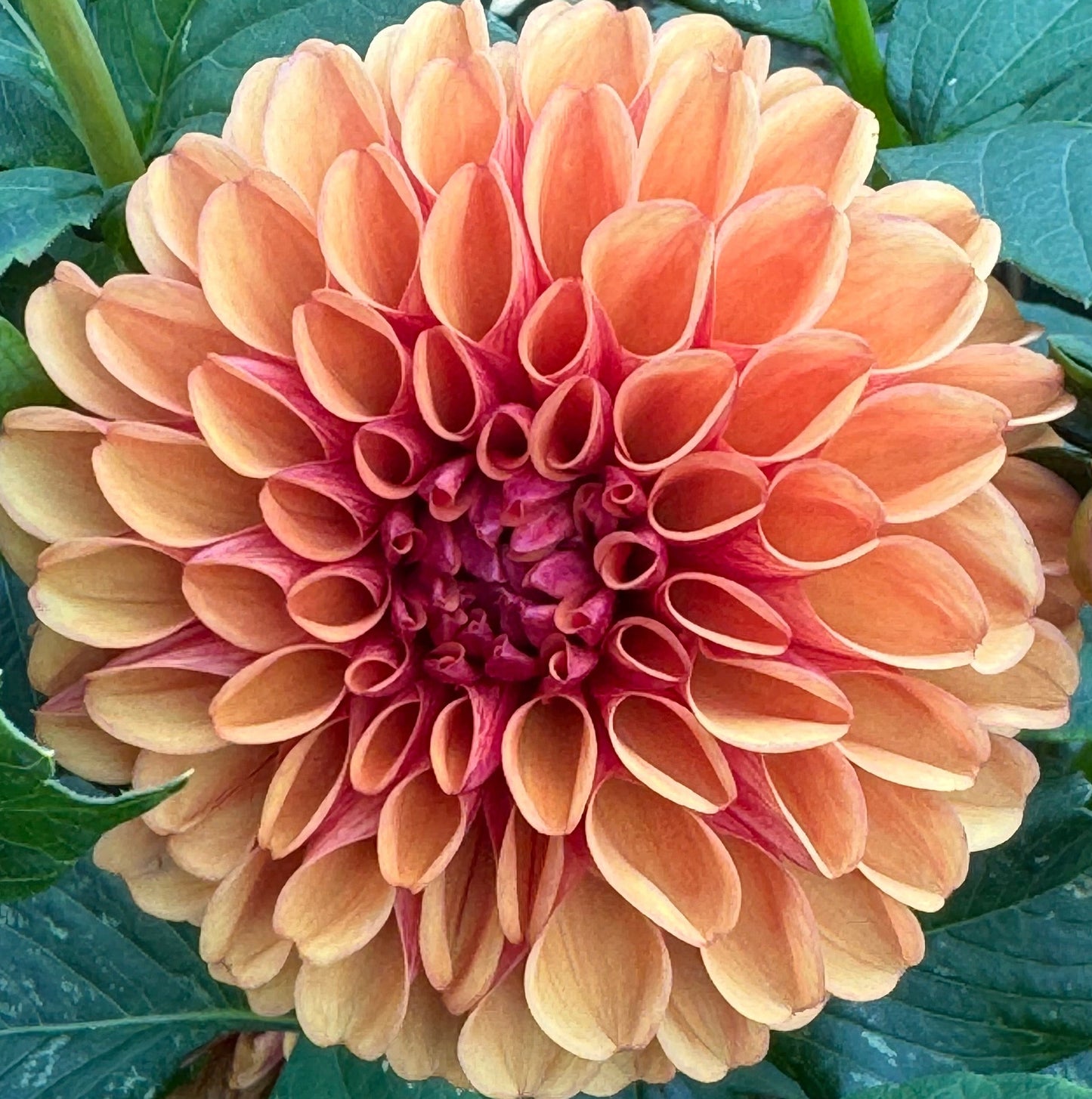 Valley Rust Bucket Dahlia