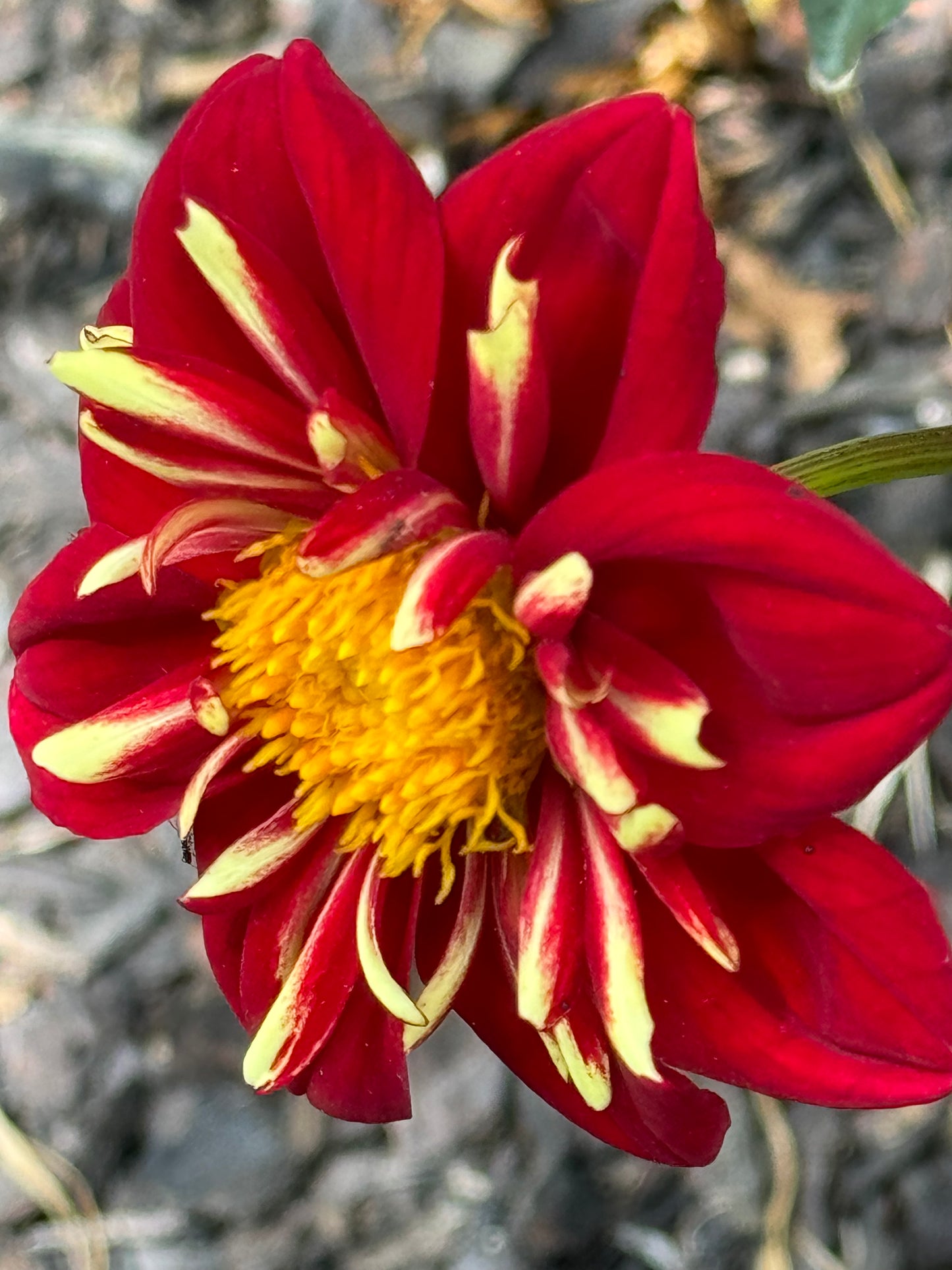 Heartthrob Dahlia