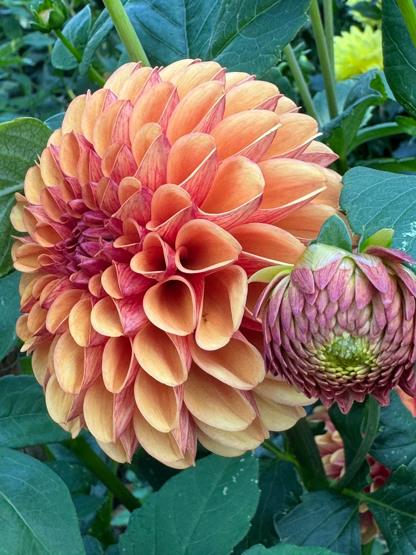 Valley Rust Bucket Dahlia