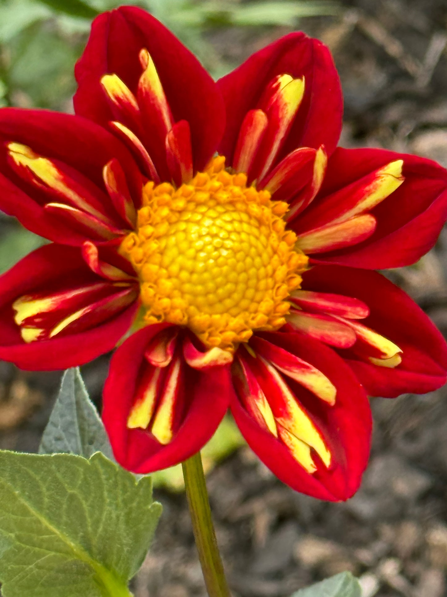 Heartthrob Dahlia