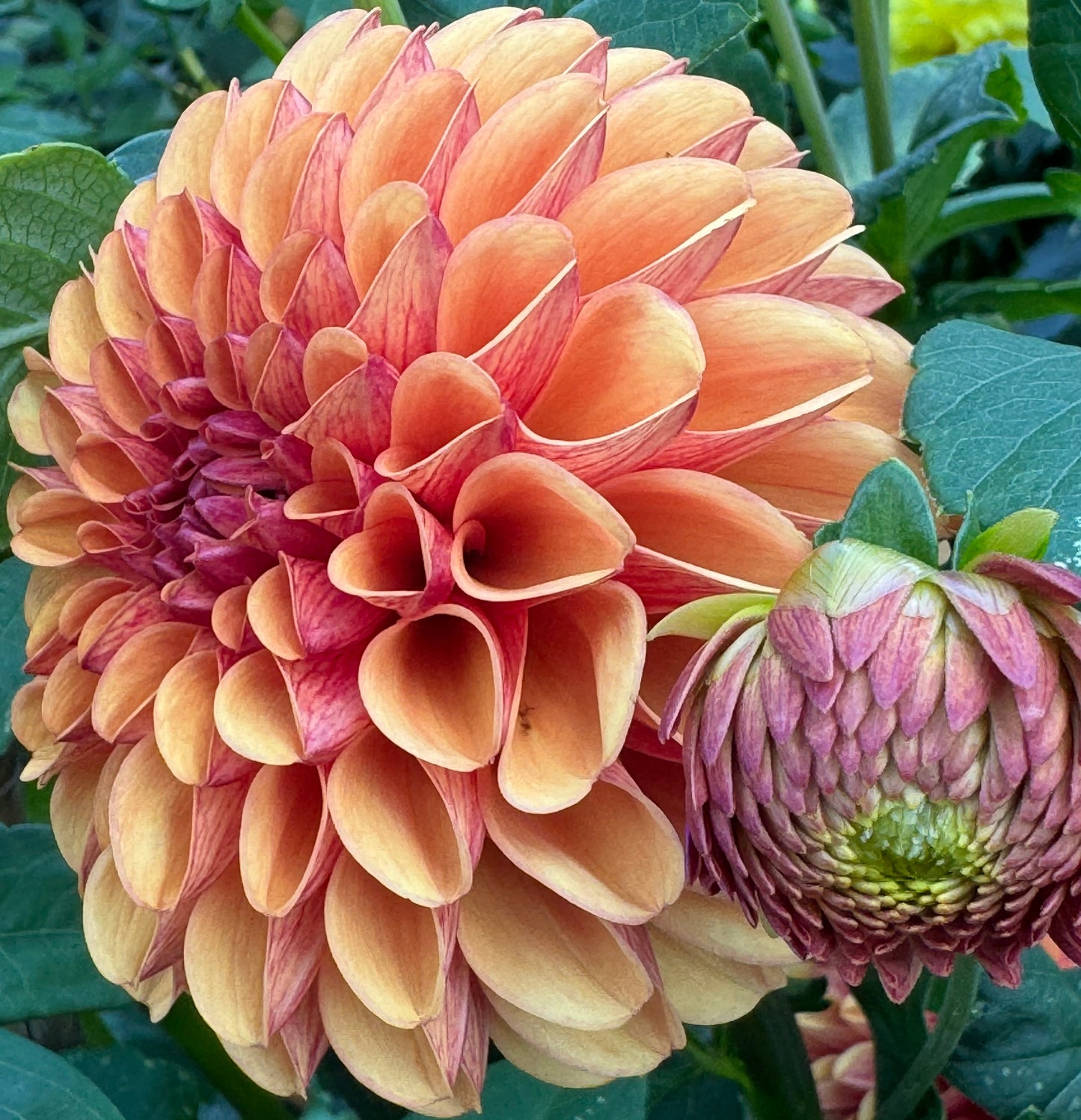 Valley Rust Bucket Dahlia