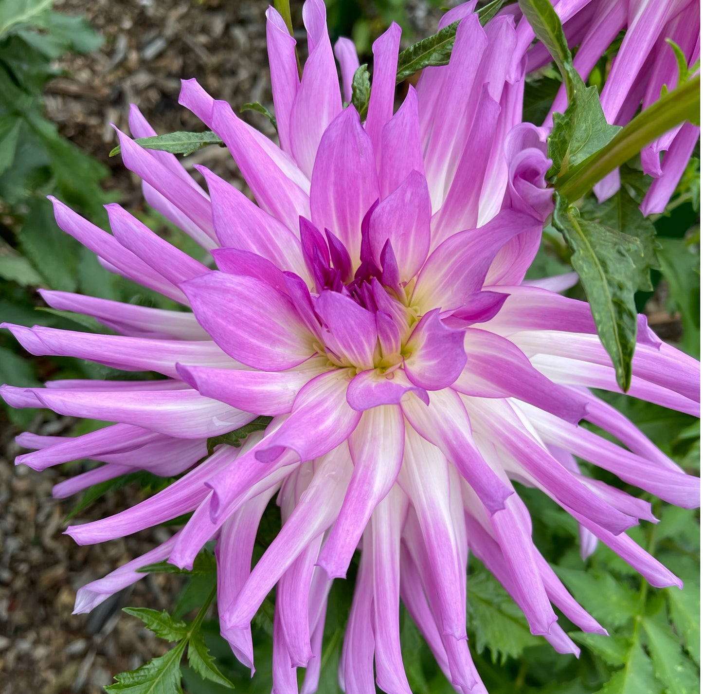 Mel’s Louisa Dahlia