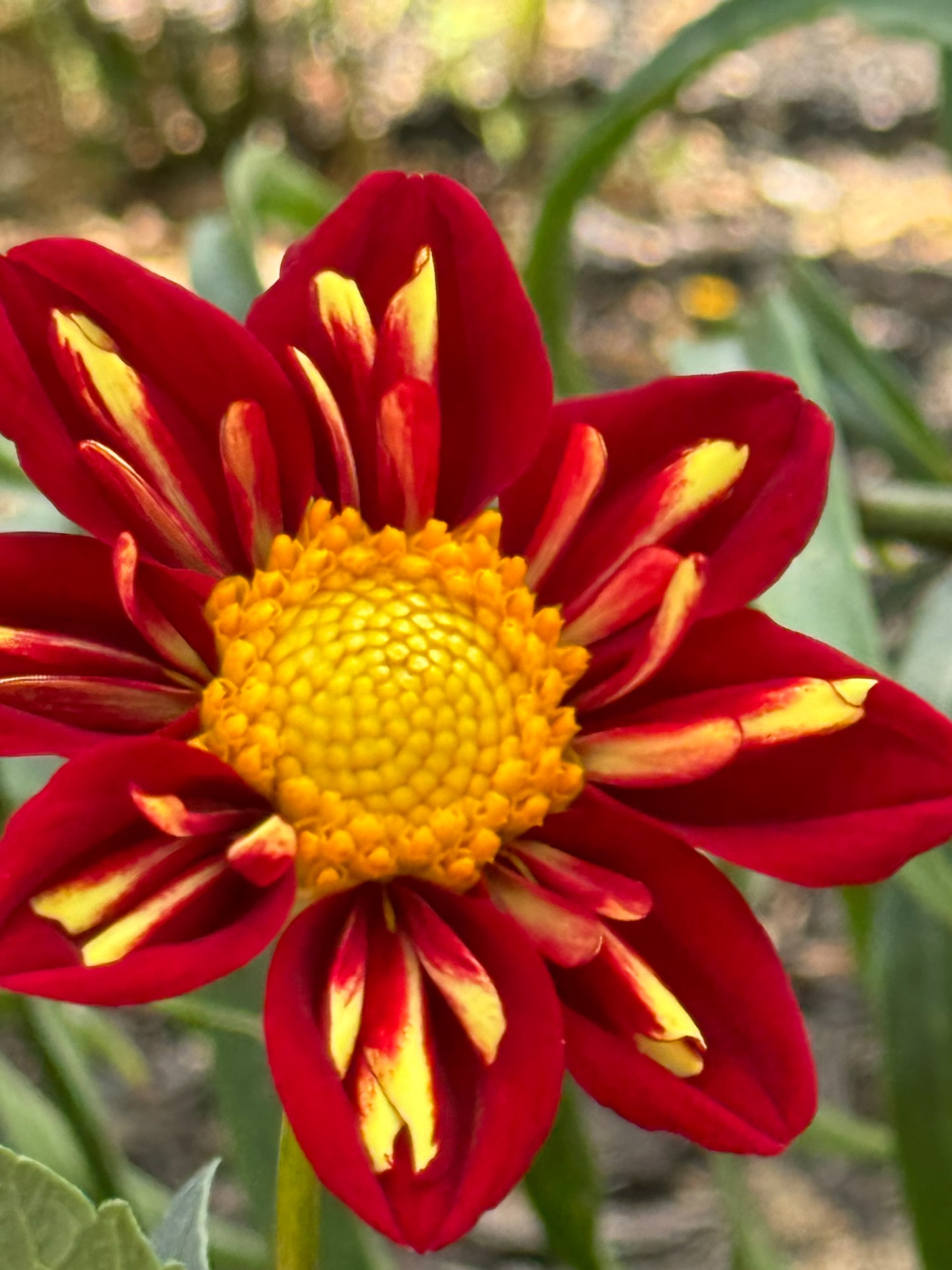 Heartthrob Dahlia