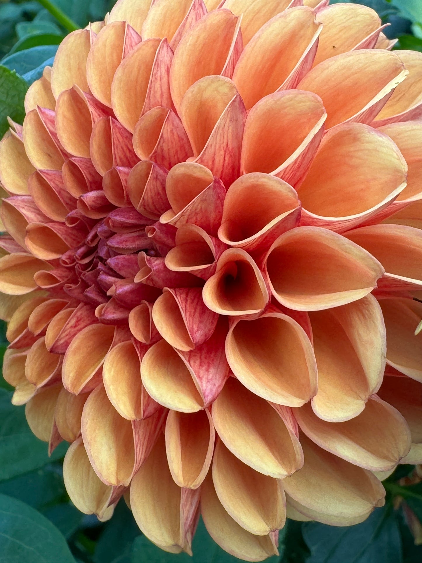 Valley Rust Bucket Dahlia